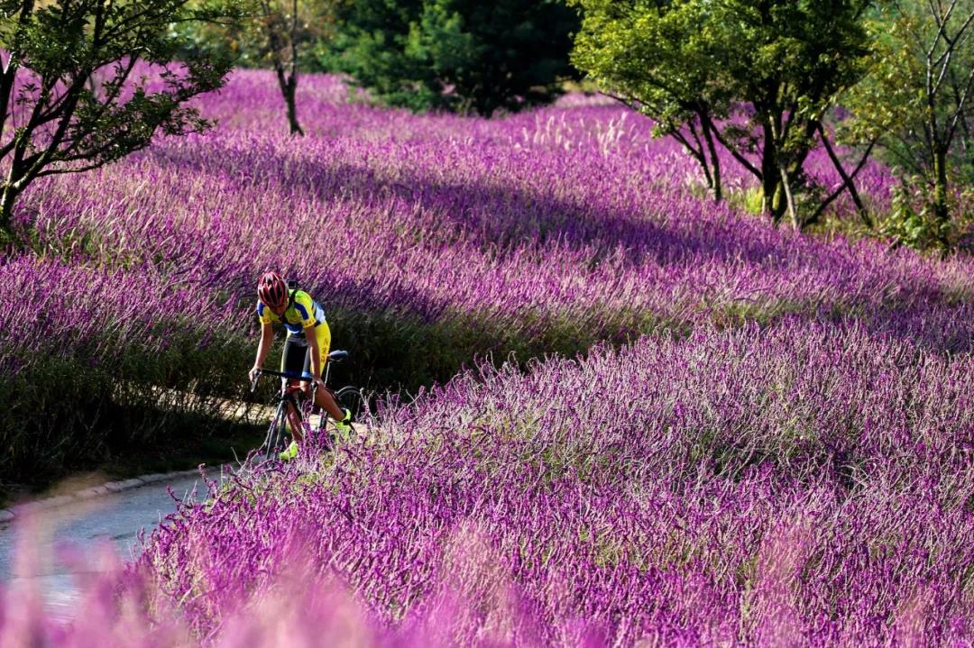 賞花踏青、網(wǎng)紅樂園、休閑度假…這5個(gè)地方讓你的周末嗨起來！
