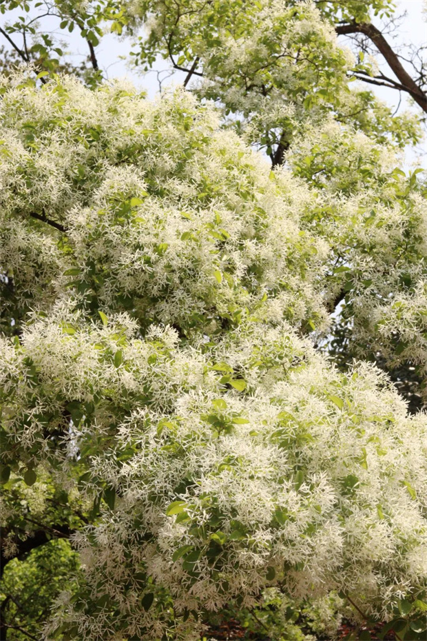 云南旅游,云南旅行社,云南團建公司,云南會議公司,云南策劃公司,云南會展公司,云南會議公司,昆明旅游,昆明旅行社,昆明團建公司,昆明策劃公司：昆明這里已成粉色影棚！杜鵑花谷開啟360°浪漫轟炸→