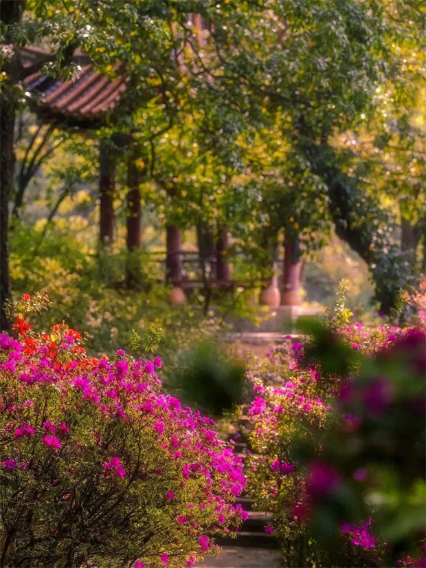 云南旅游,云南旅行社,云南團建公司,云南策劃公司,云南會議執(zhí)行,云南會議會展,昆明旅游,昆明旅行社,昆明團建公司,昆明策劃公司,昆明會議執(zhí)行：超全！只有看過昆明這些地方的花開如爆，你才明白為什么她被稱為“花中西施”~